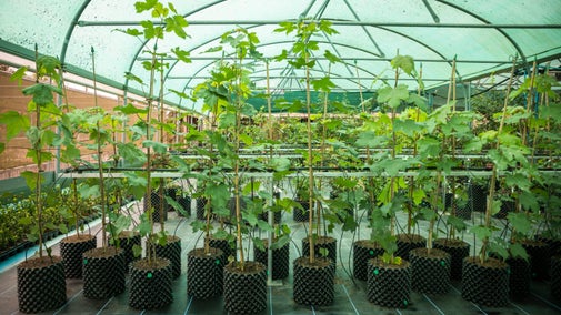 A row of potted sycamore saplings inside a large greenhouse